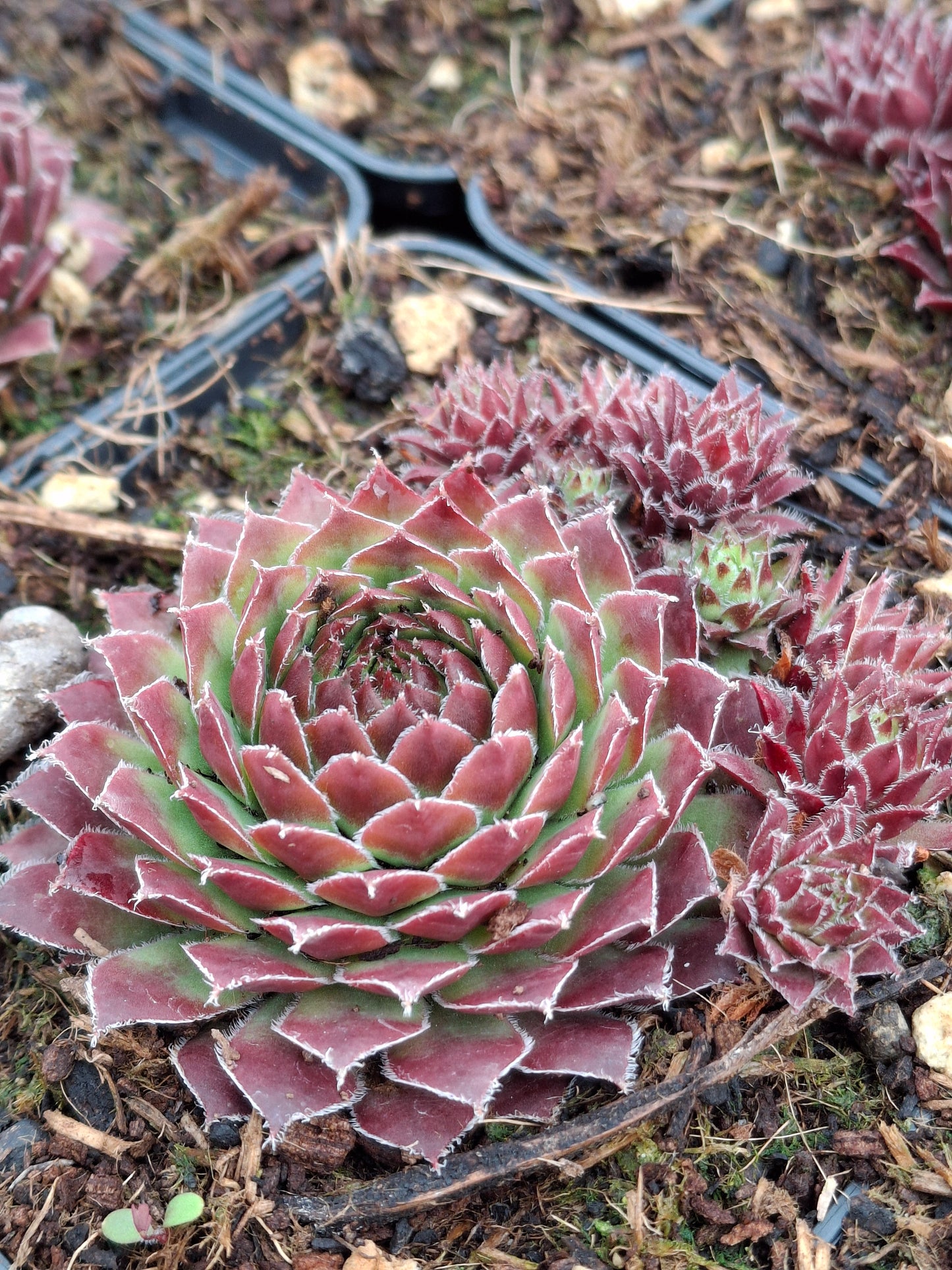 Sempervivum Hybride 'Gotthard' - Hauswurz