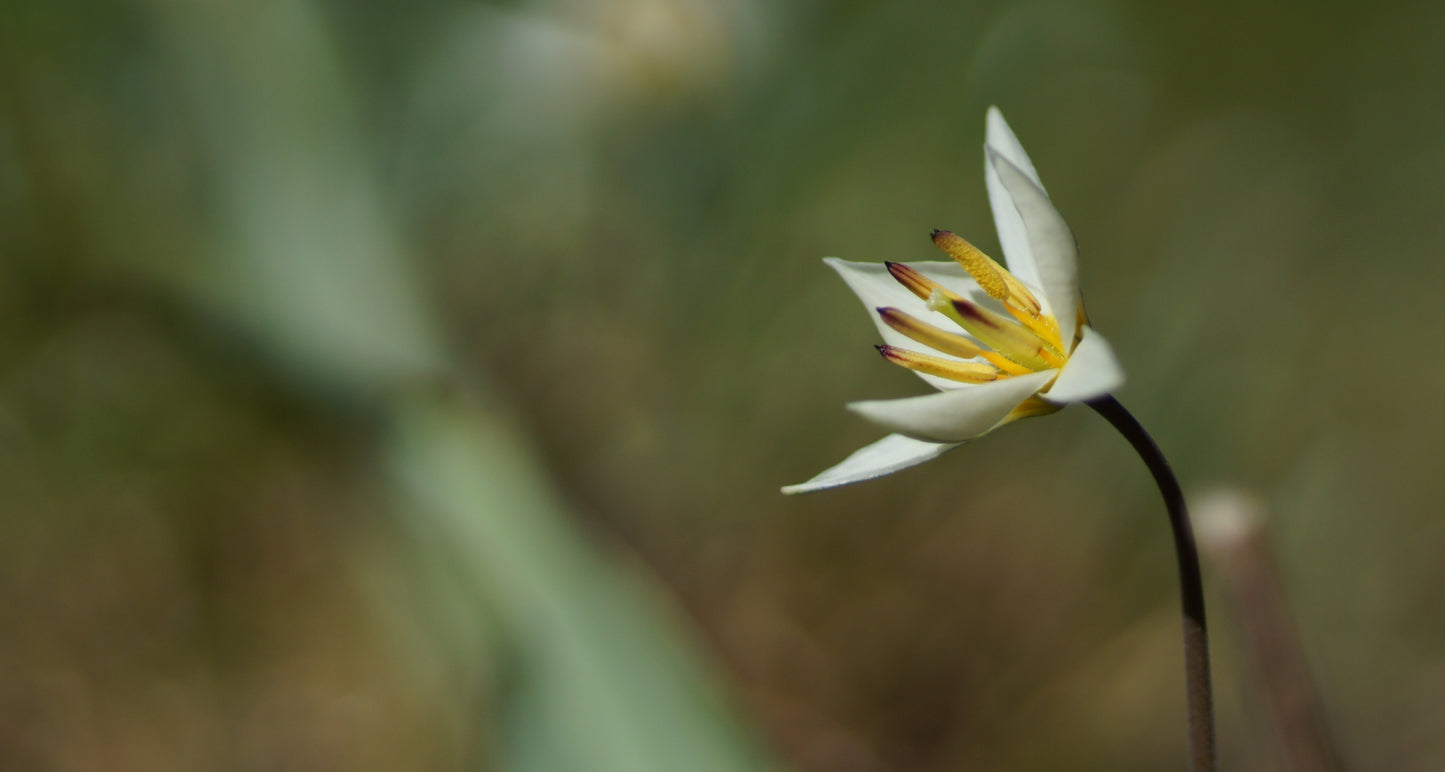 Tulipa turkestanica - Turkestanisches Tulpe