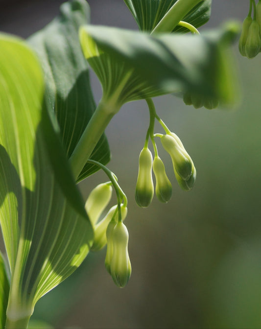 Polygonatum multiflorum - Vielblütiges Salomonssiegel