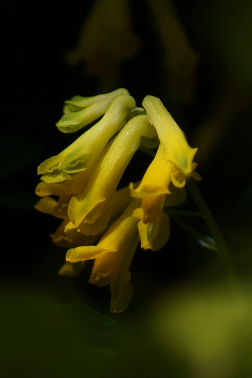 Corydalis lutea (Syn. Pseudofumaria lutea) - Gelber Lerchensporn