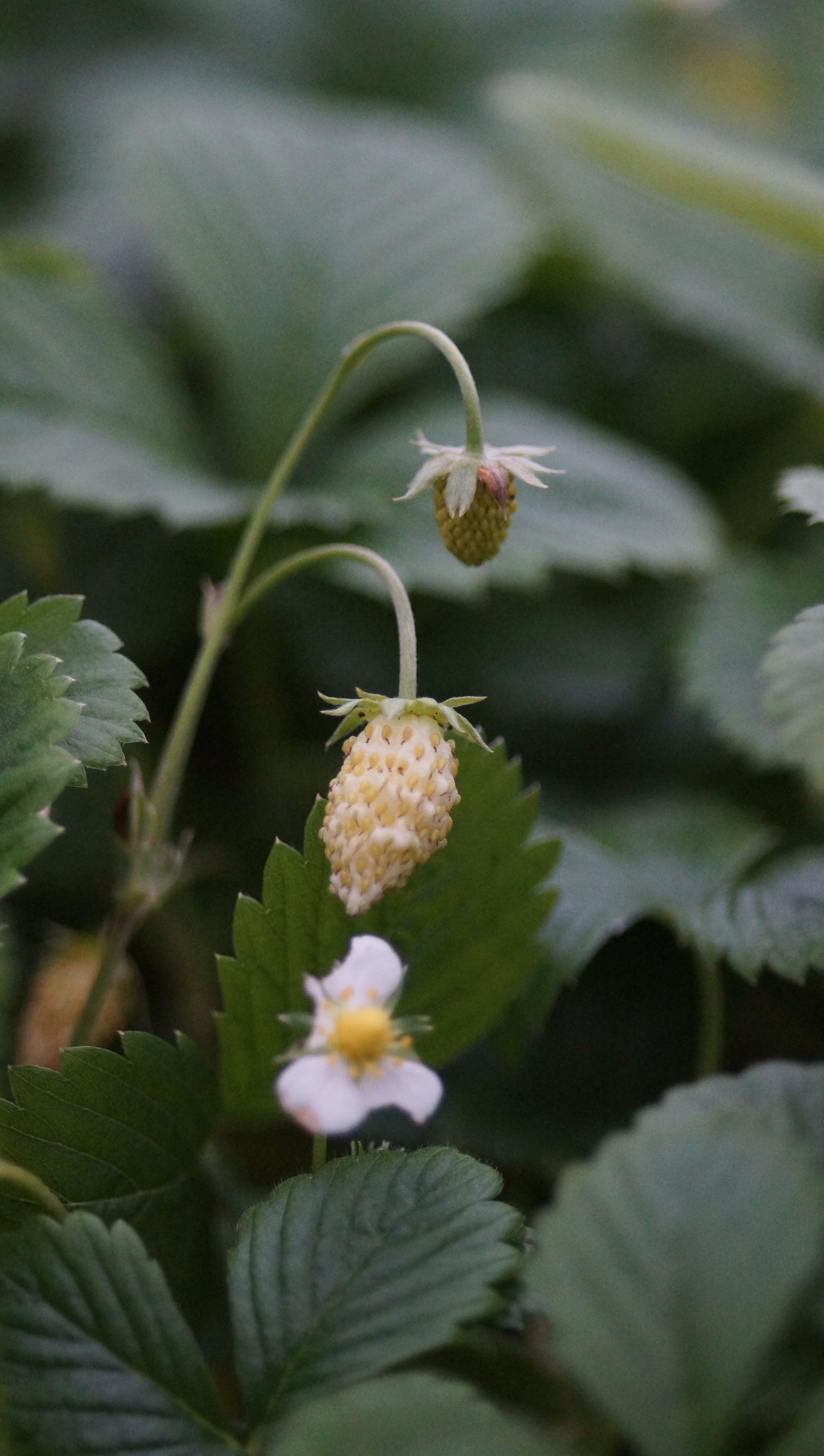 Fragaria vesca 'Yellow Wonder' - Gelbe Wald-Erdbeere