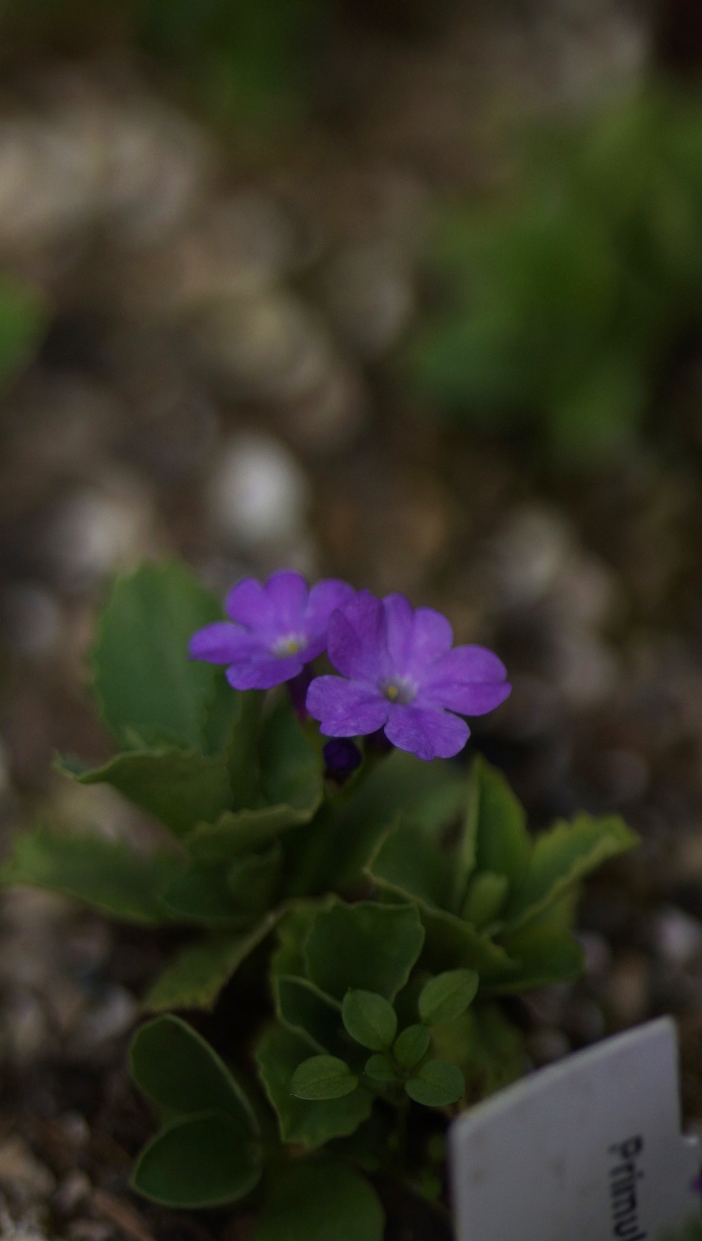 Primula hirsuta x intermedia - Rote Felsen-Primel