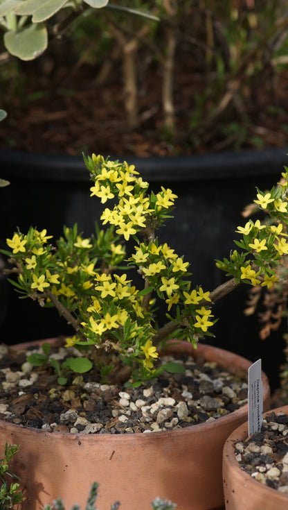 Daphne modesta - Yunnan-Felsen-Seidelbast