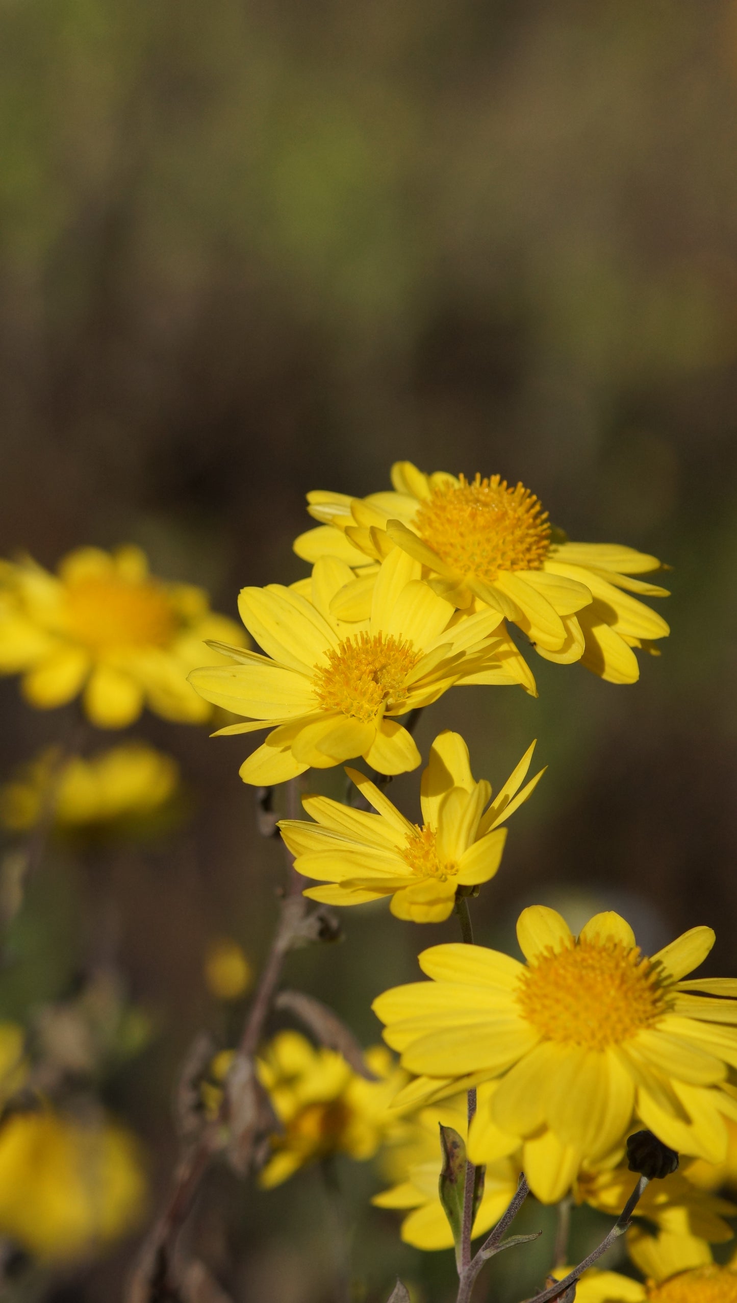 Chrysanthemum Indicum-Hybride 'Schaffhausen' - Herbst-Chrysantheme