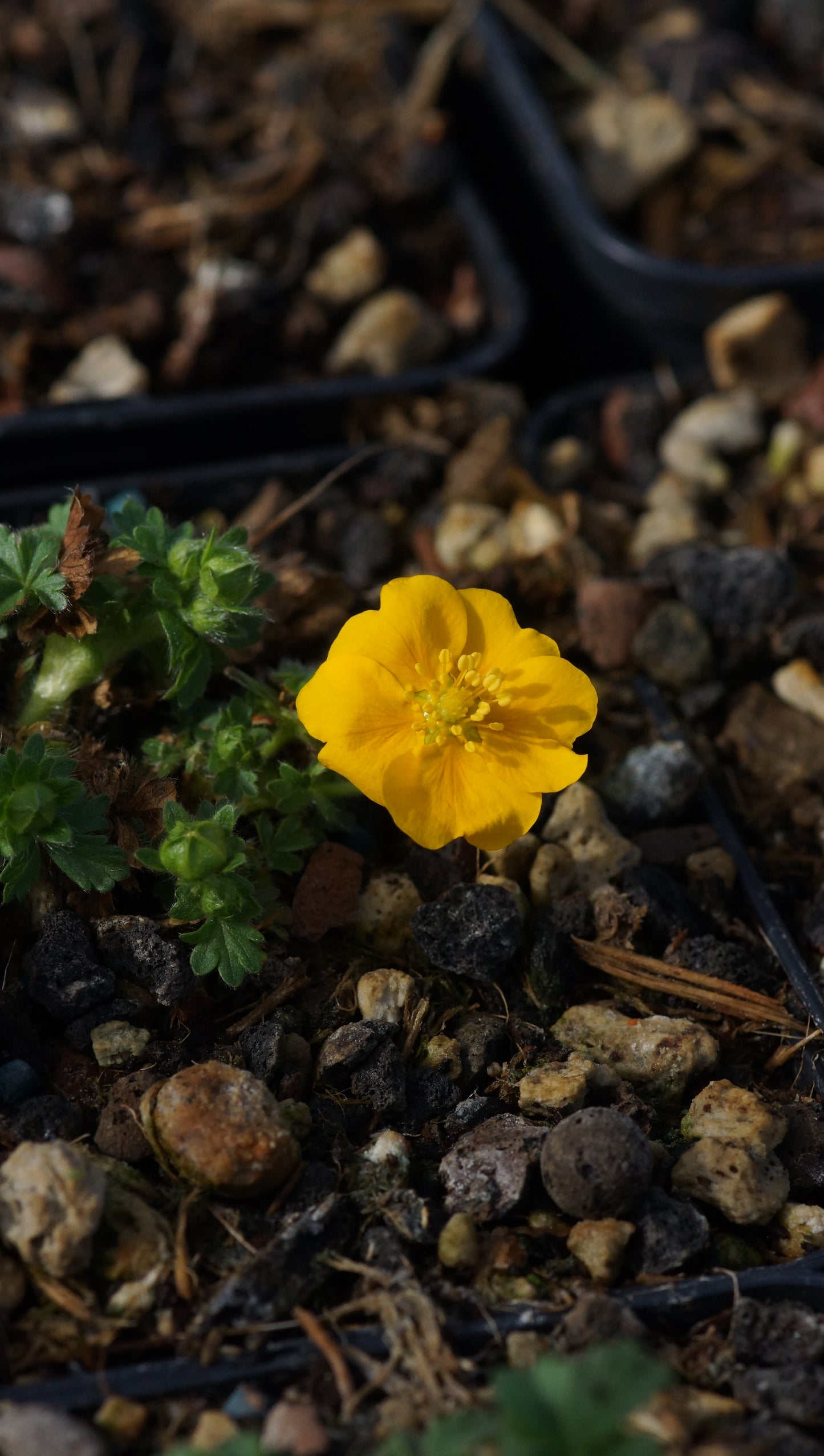 Potentilla crantzii 'Pygmaea' - Zottiges Fingerkraut