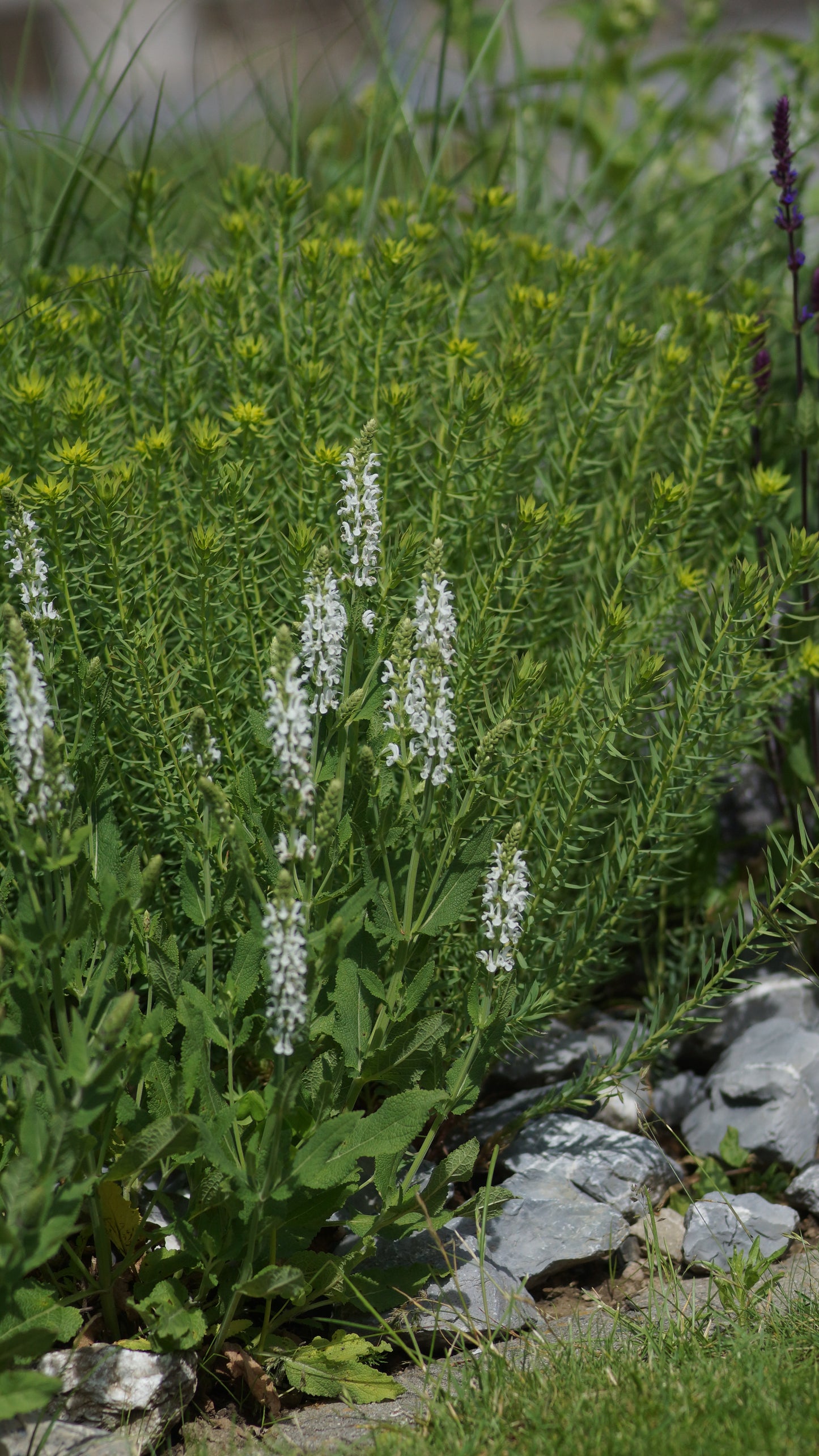 Salvia nemorosa 'Schneehügel' - Steppen-Salbei