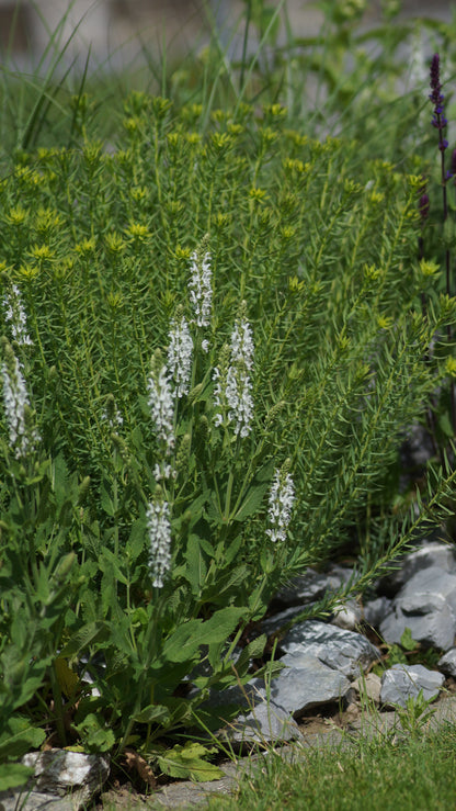 Salvia nemorosa 'Schneehügel' - Steppen-Salbei