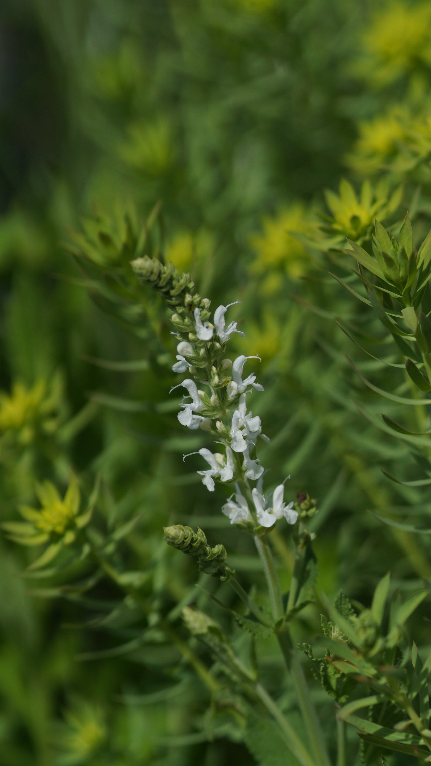 Salvia nemorosa 'Schneehügel' - Steppen-Salbei