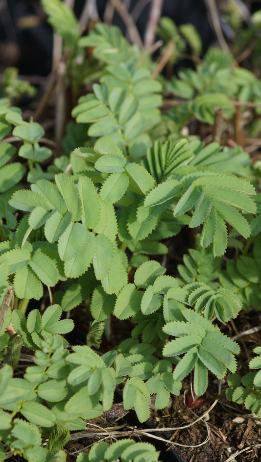 Sanguisorba armena - Hoher Wiesenknopf