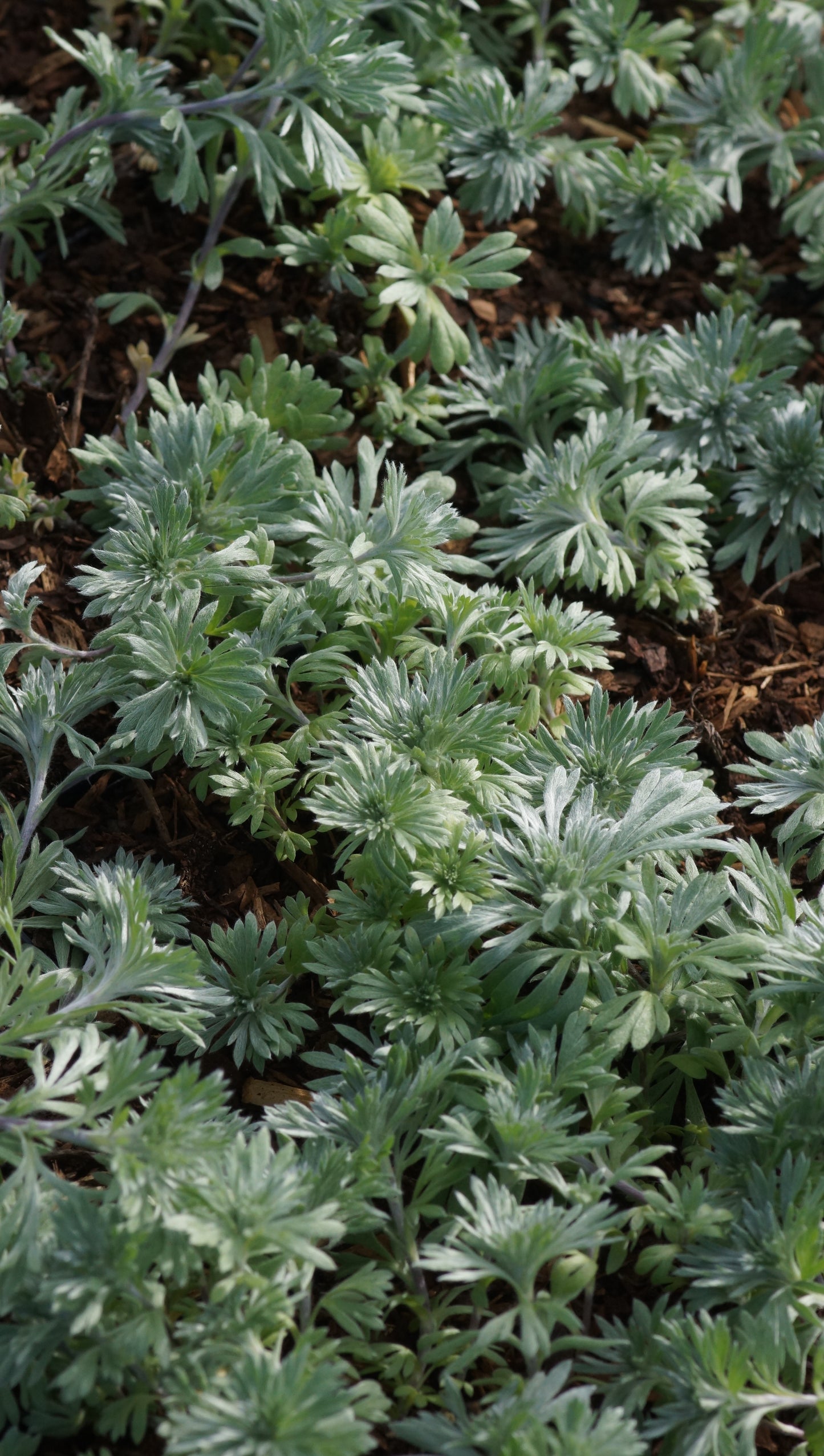Artemisia schmidtiana 'Nana' - Polster-Silberraute
