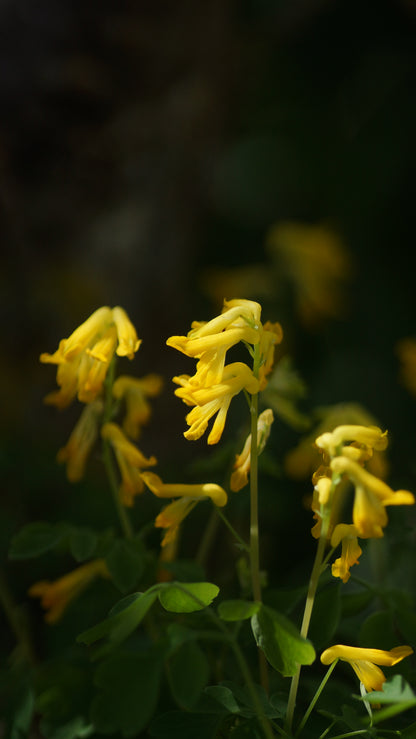 Corydalis lutea (Syn. Pseudofumaria lutea) - Gelber Lerchensporn