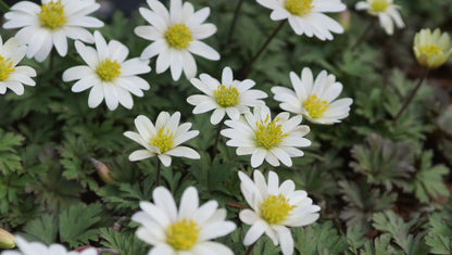 Anemone blanda 'White Splendour' - Balkan-Anemone