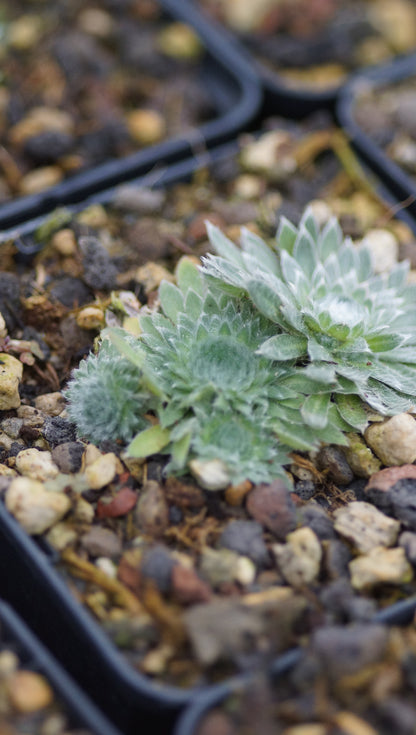 Androsace sarmentosa - Himalaya-Mannsschild