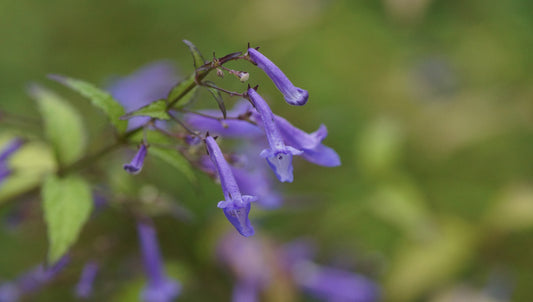 Isodon longitubus (Syn. Rabdosia longituba) - Langröhrige Amethystblume
