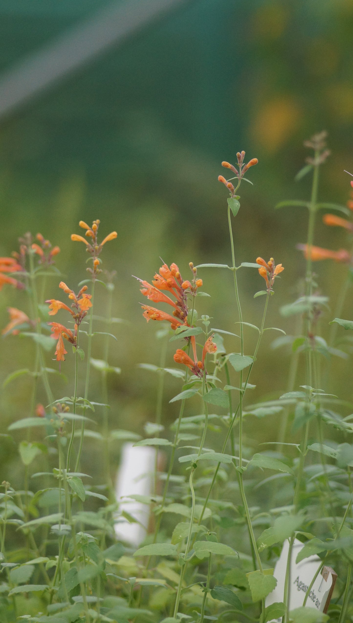 Agastache aurantiaca - Orange Duftnessel
