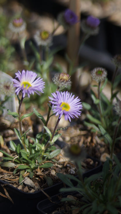 Erigeron simplex - Einstängeliges Berufskraut