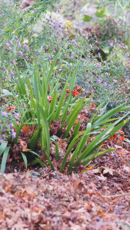 Iris foetidissima var. citrina - Zitronen-Korallen-Schwertlilie
