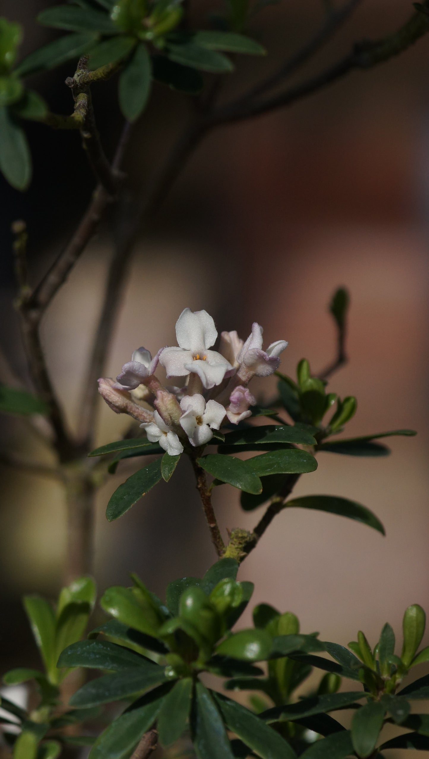 Daphne x transatlantica 'Eternal Fragrance' - Seidelbast