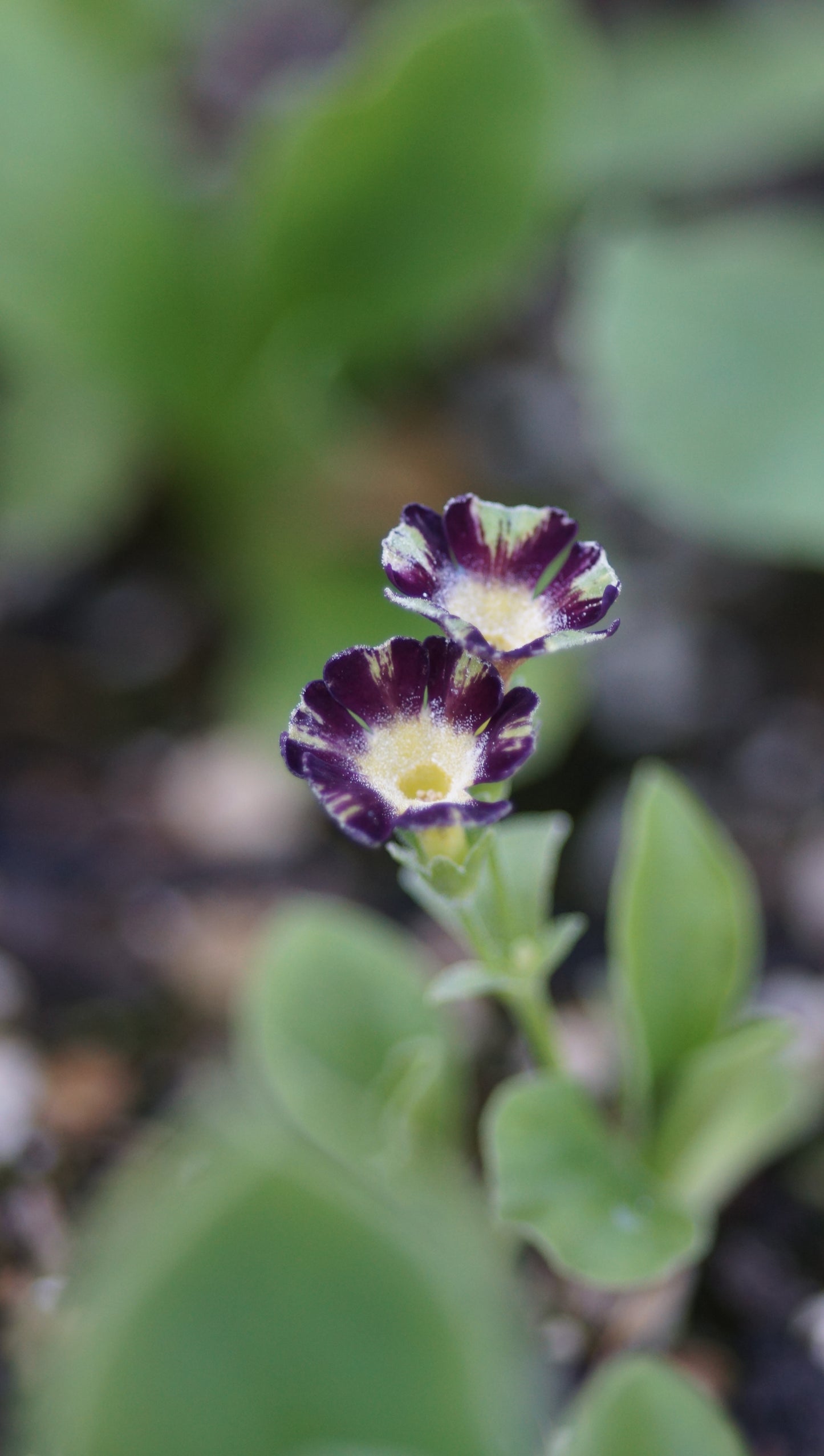 Primula x auricula 'Der Wolf und die sieben Geisslein' - Schau-Aurikel