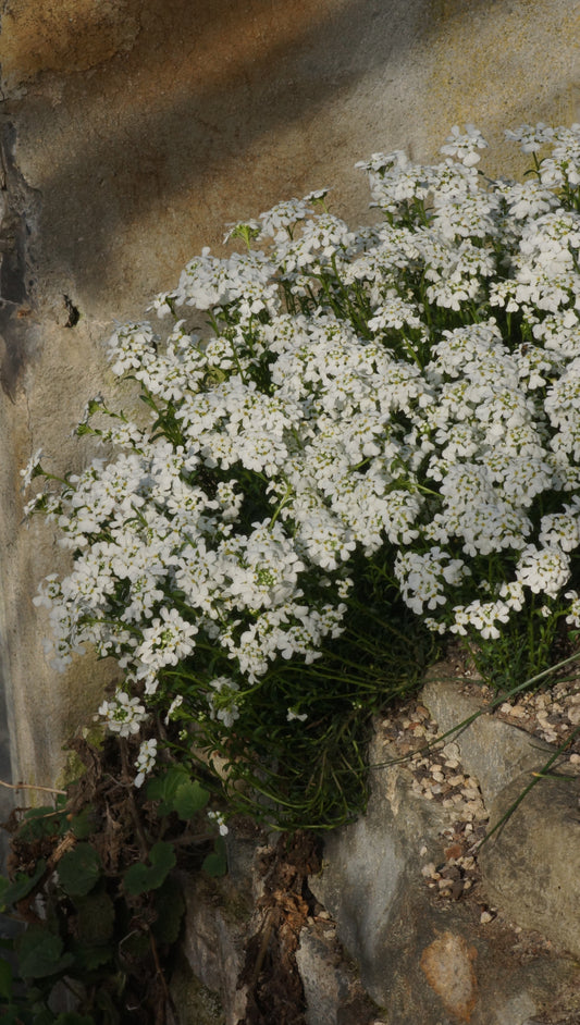 Iberis saxatilis - Felsen-Schleifenblume