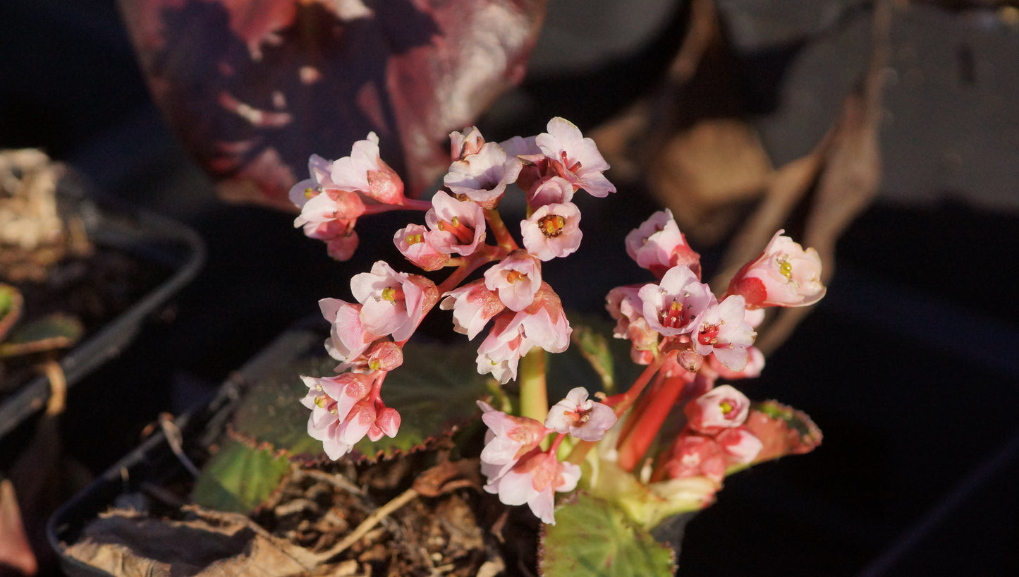 Bergenia ciliata - Kaschmir-Bergenie