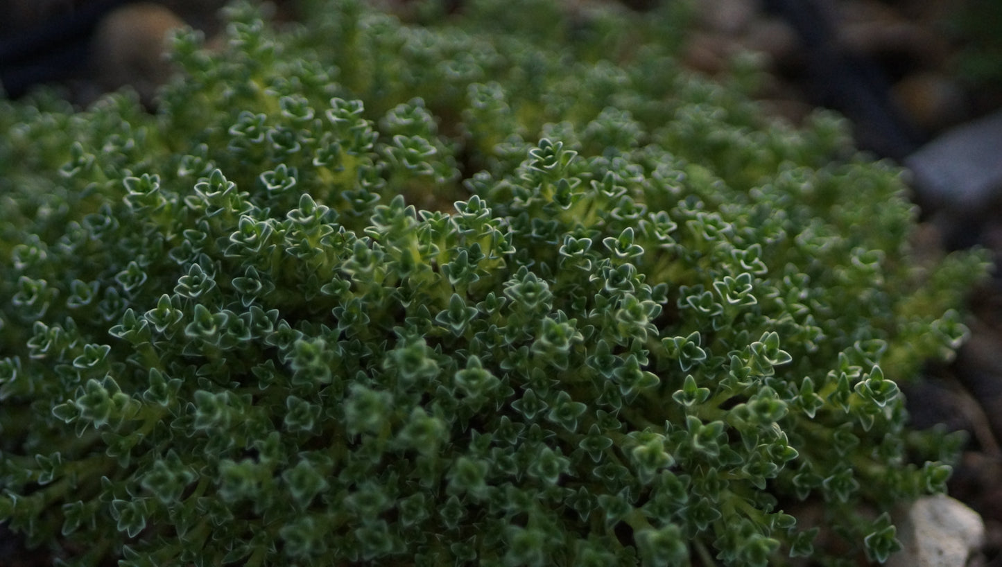 Arenaria tetraquetra - Pyrenäen-Sandkraut