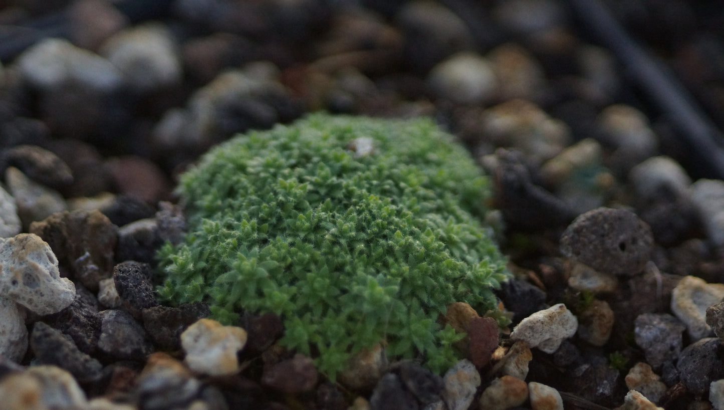 Draba mollissima 'Typ Göteborg' - Hungerblümchen