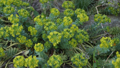 Euphorbia myrsinites - Walzen-Wolfsmilch