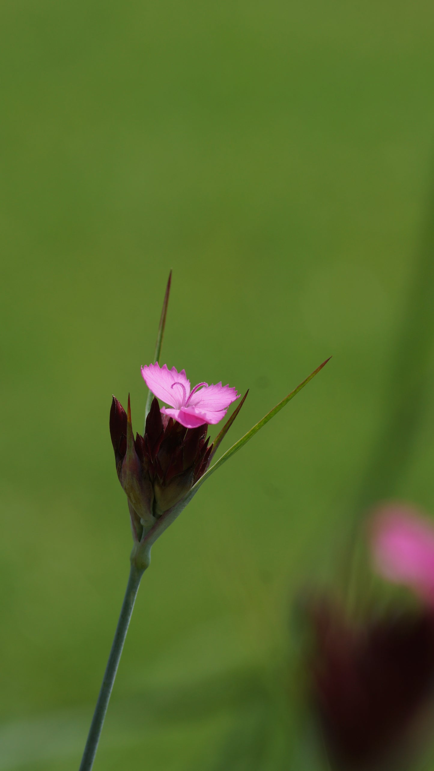 Dianthus carthusianorum - Karthäuser-Nelke