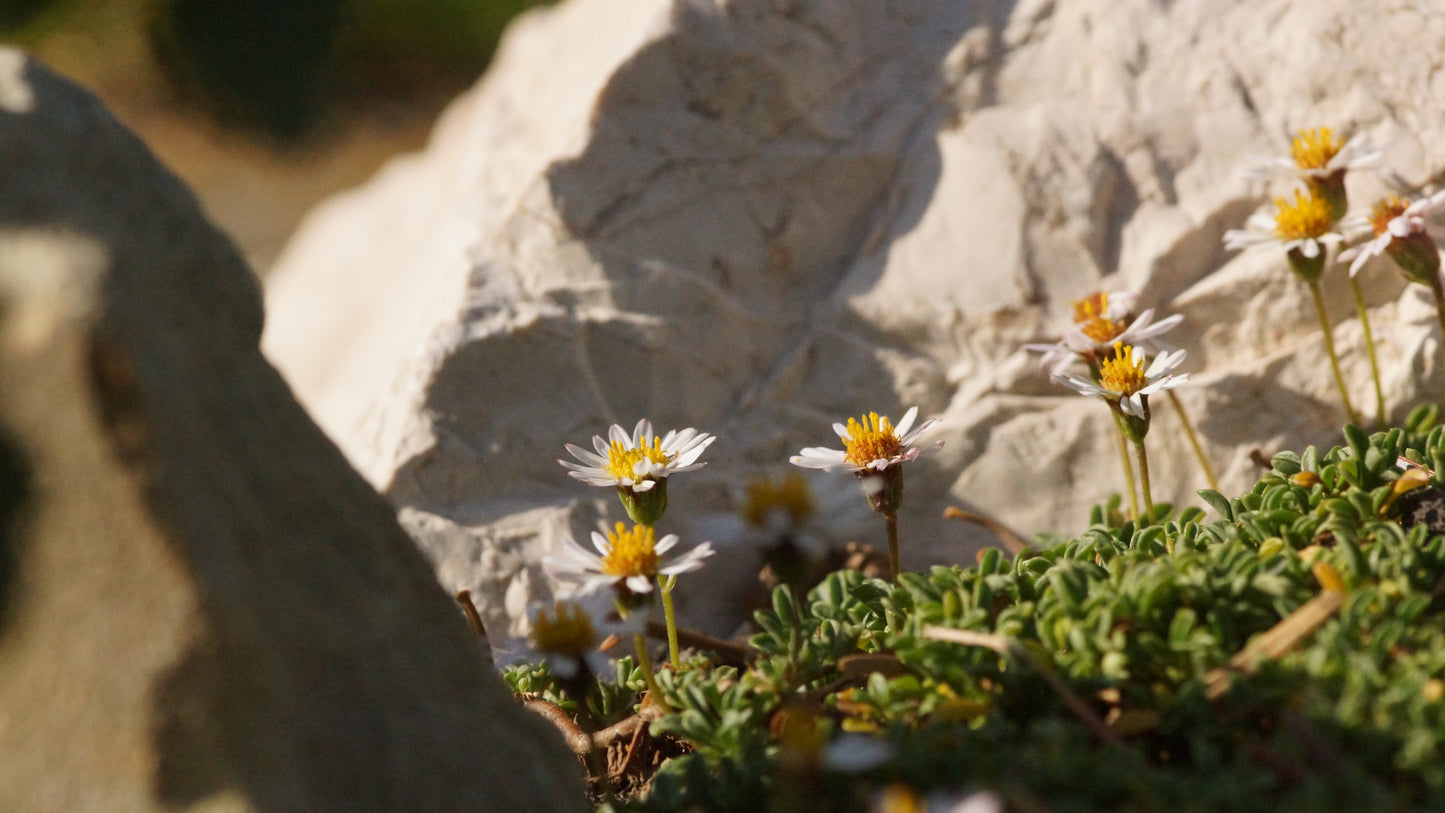 Erigeron scopulinus - Winn-Falls-Flohkraut