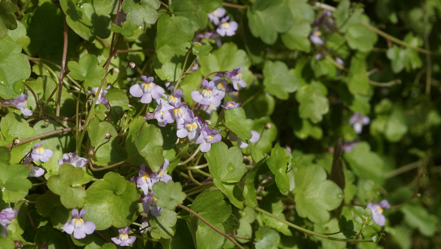 Cymbalaria muralis - Zimbelkraut