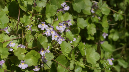 Cymbalaria muralis - Zimbelkraut