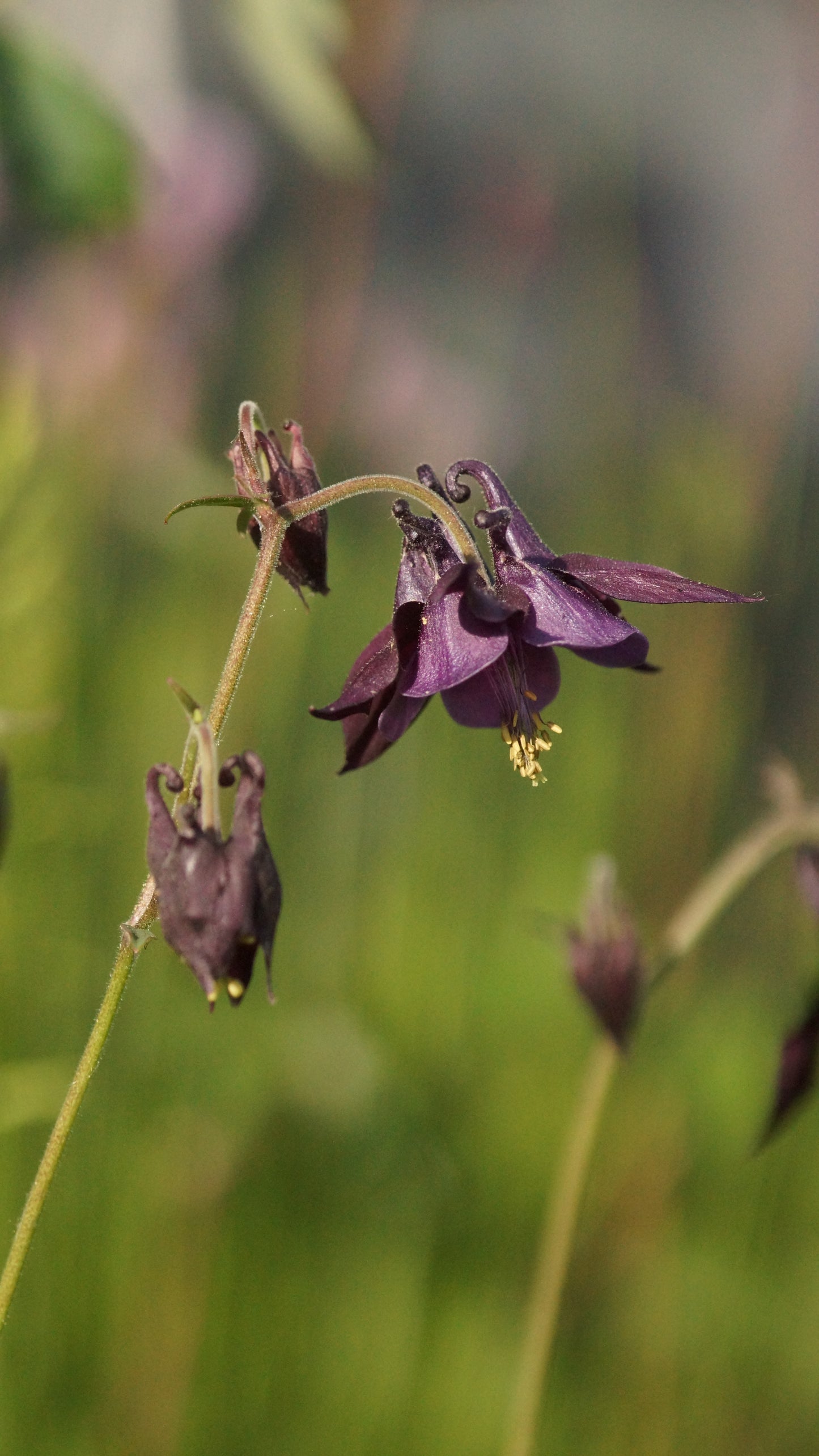 Aquilegia atrata - Schwarzviolette Akelei