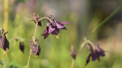 Aquilegia atrata - Schwarzviolette Akelei