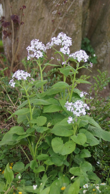 Lunaria rediviva - Wilde Mondviole