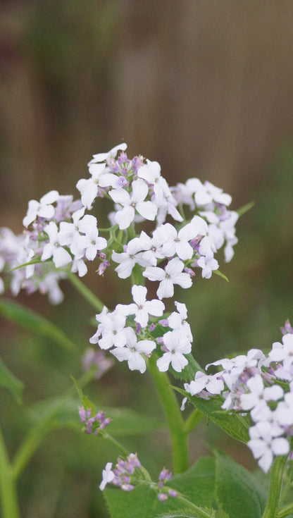 Lunaria rediviva - Wilde Mondviole