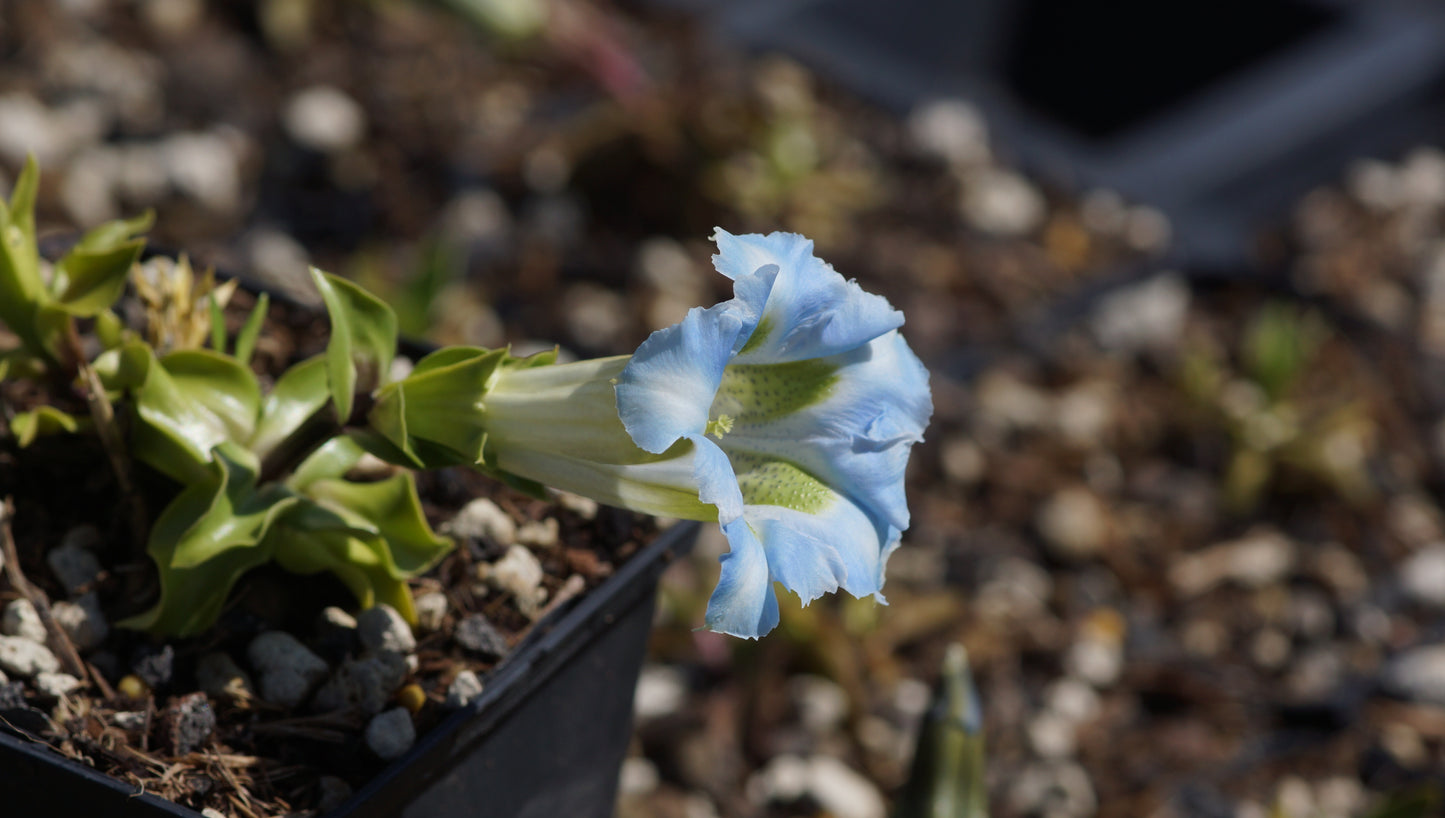Gentiana angustifolia 'Iceberg' - Schmalblättriger Enzian