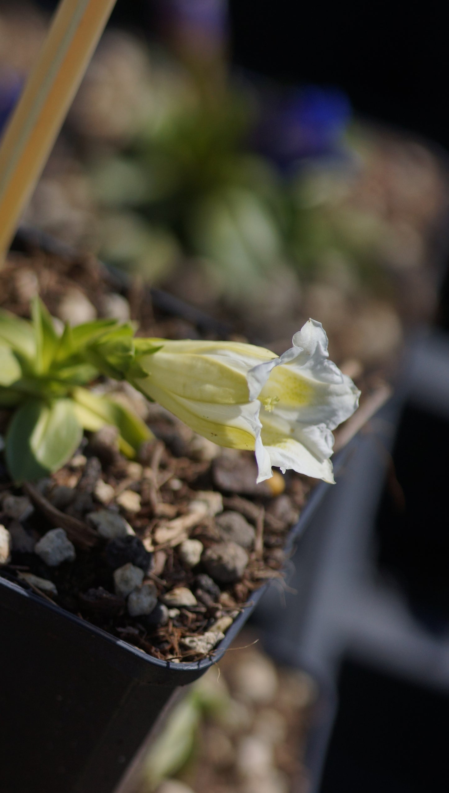 Gentiana clusii 'Alba' - Clusius-Enzain