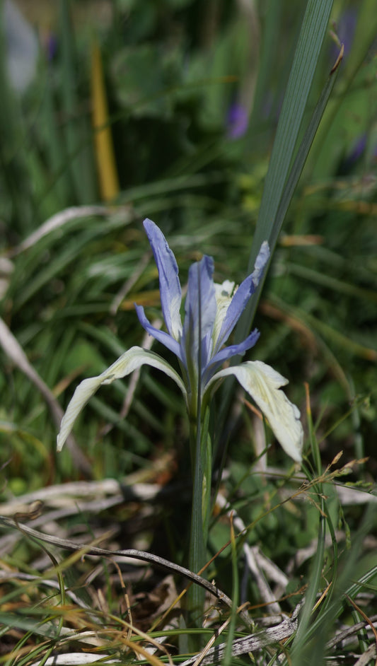 Iris lactea - Milchweisse Schwertlilie