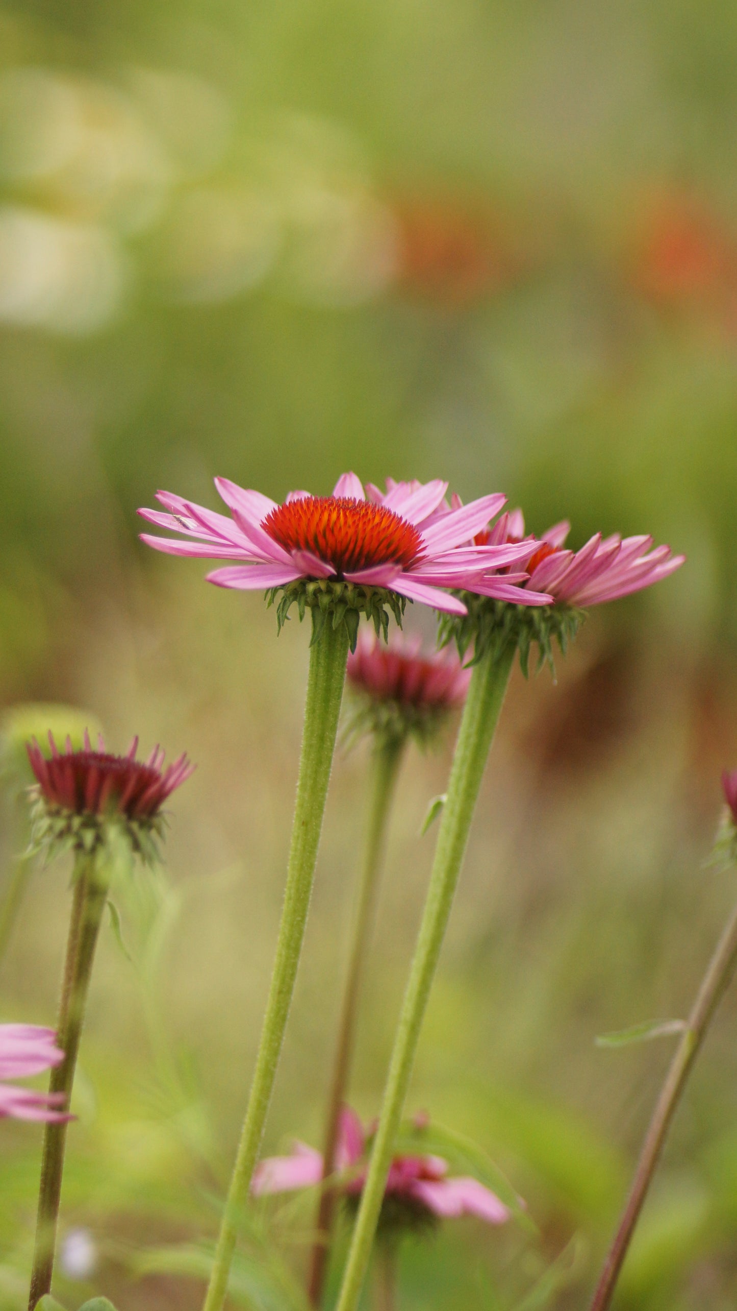 Echinacea purpurea - Purpur-Sonnenhut