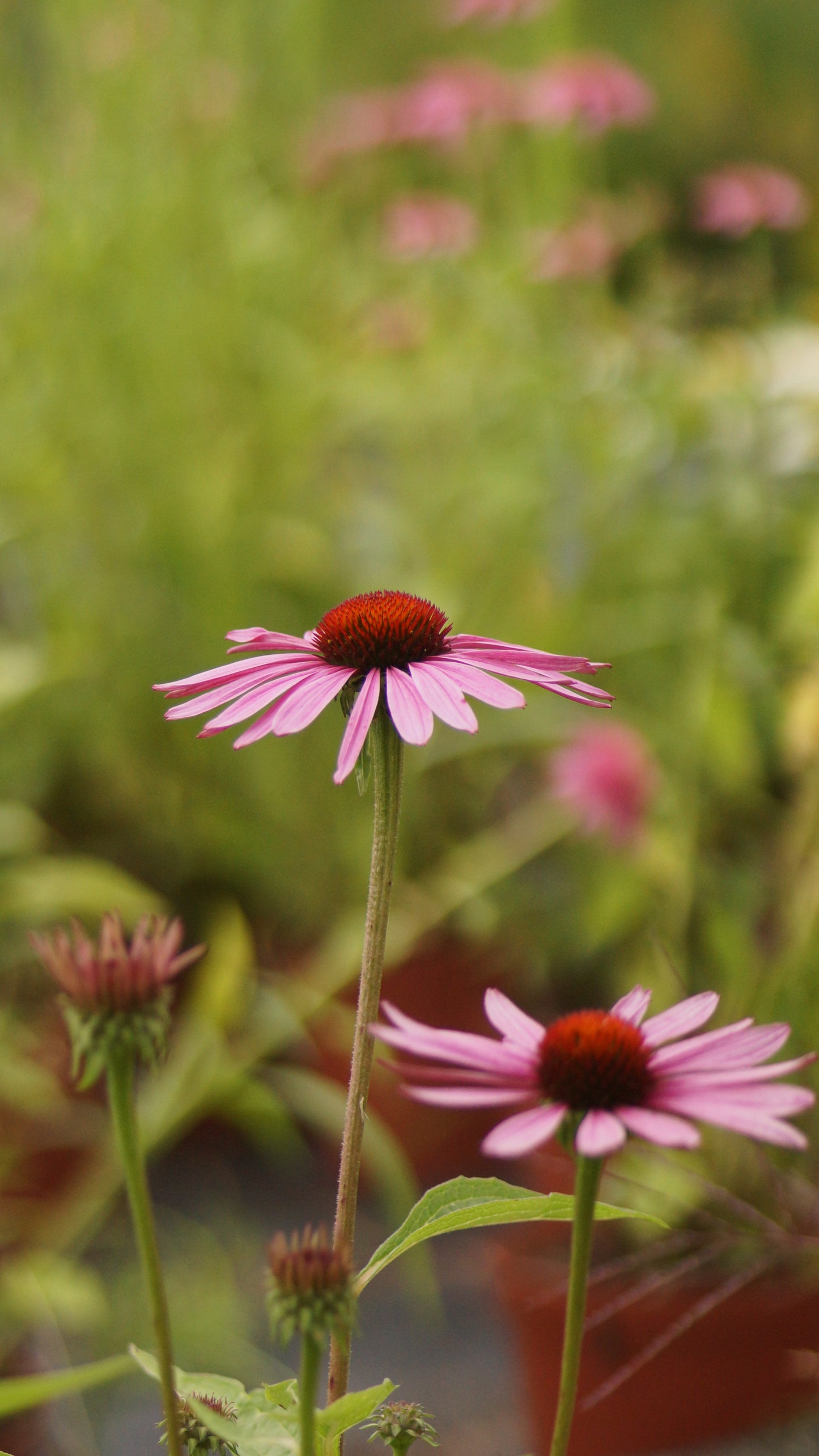 Echinacea purpurea - Purpur-Sonnenhut
