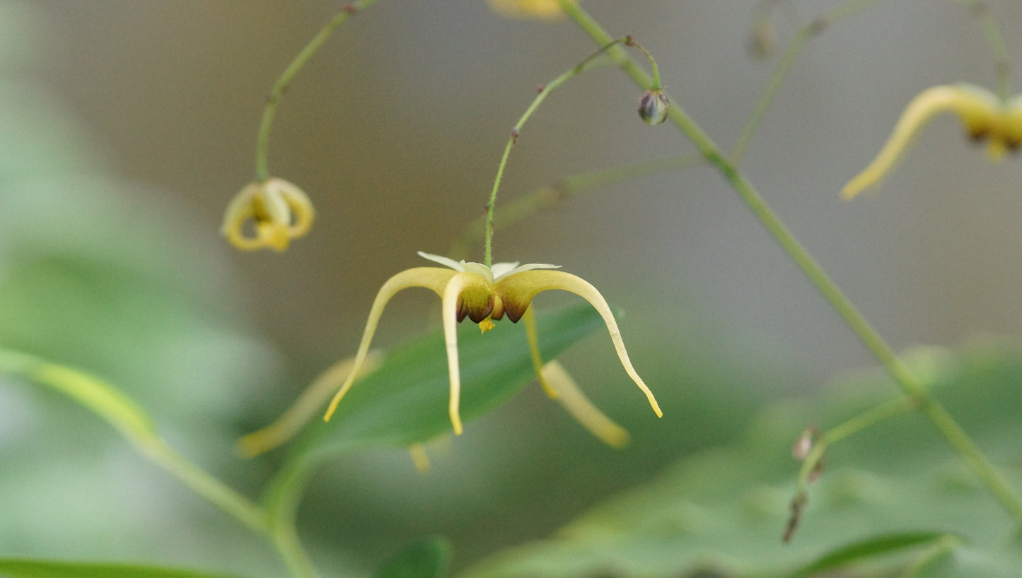 Epimedium species 'The Giant' - Riesen Elfenblume