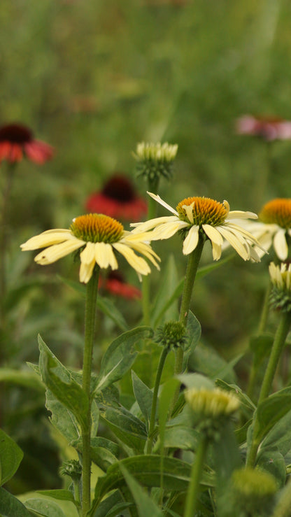 Echinacea purpurea 'Harvest Moon®' - Purpur-Sonnenhut