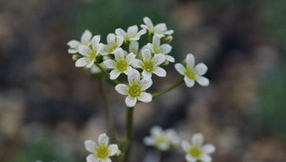 Saxifraga paniculata 'Fuorcla Surlej' - Rispen-Steinbrech
