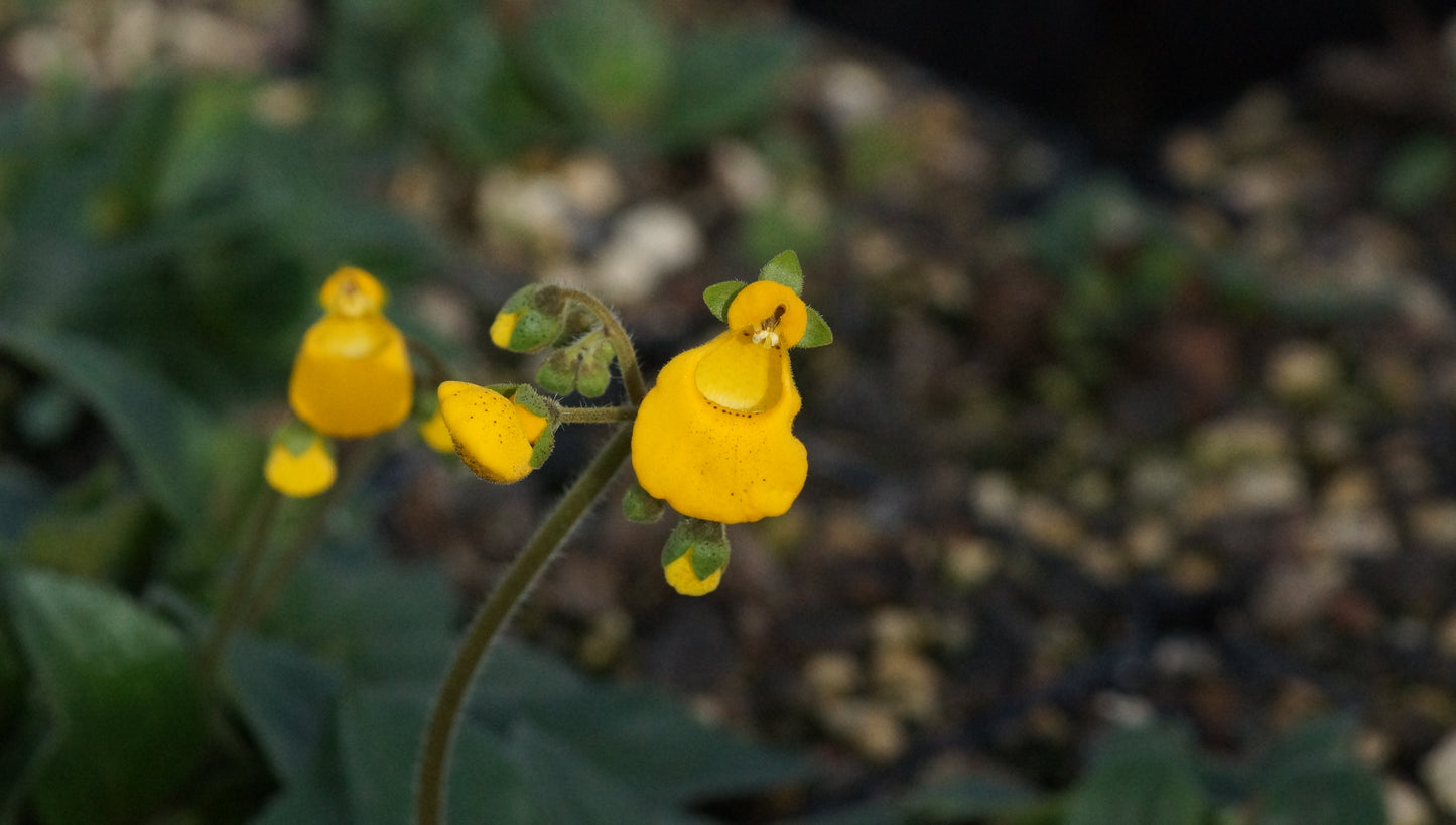 Calceolaria species 'Patagonia' - Pantoffelblume