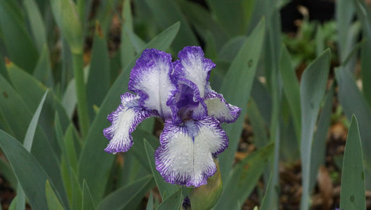 Iris barbata-media 'Bold Print' - Mittlere Bart-Iris