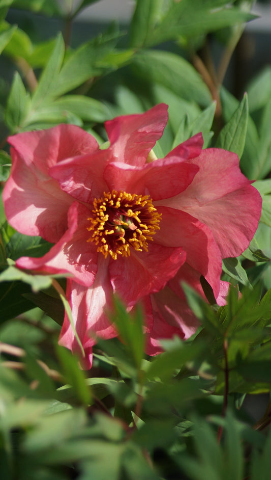 Paeonia Lutea-Hybride 'Renown' - Strauch-Pfingstrose