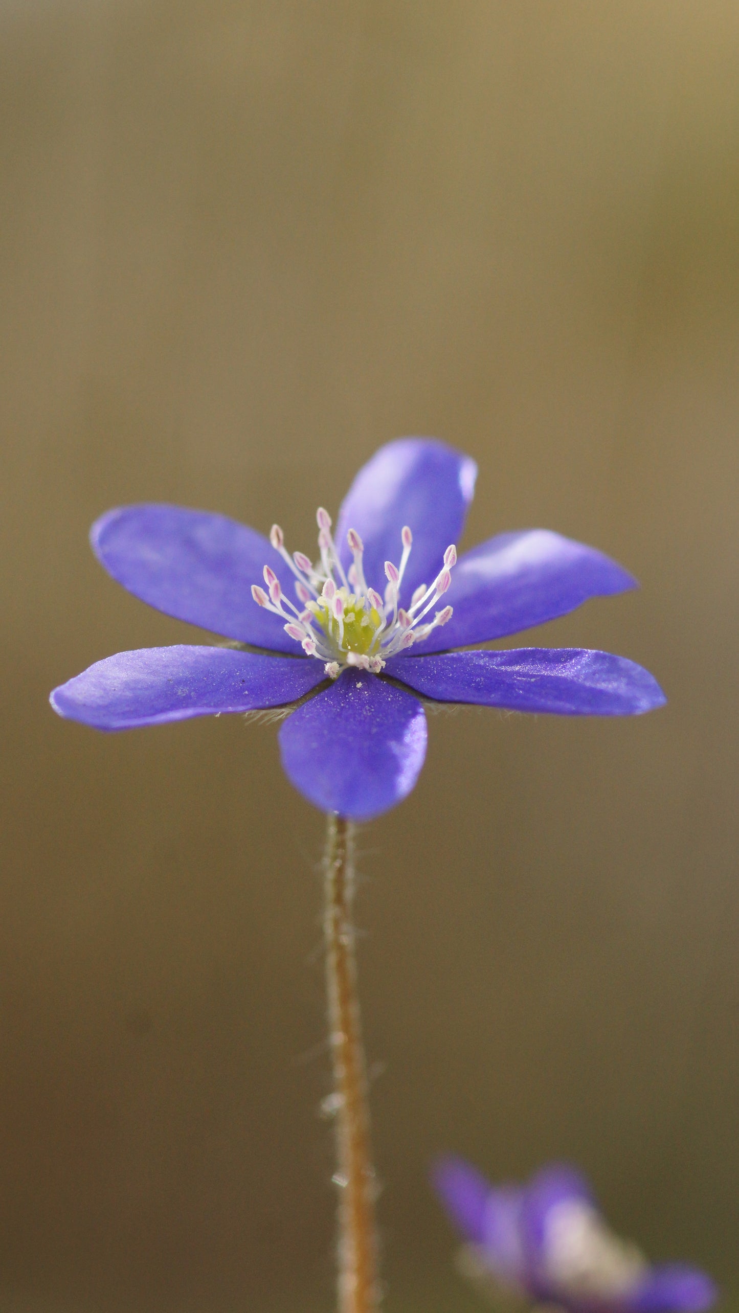 Hepatica nobilis - Leberblümchen