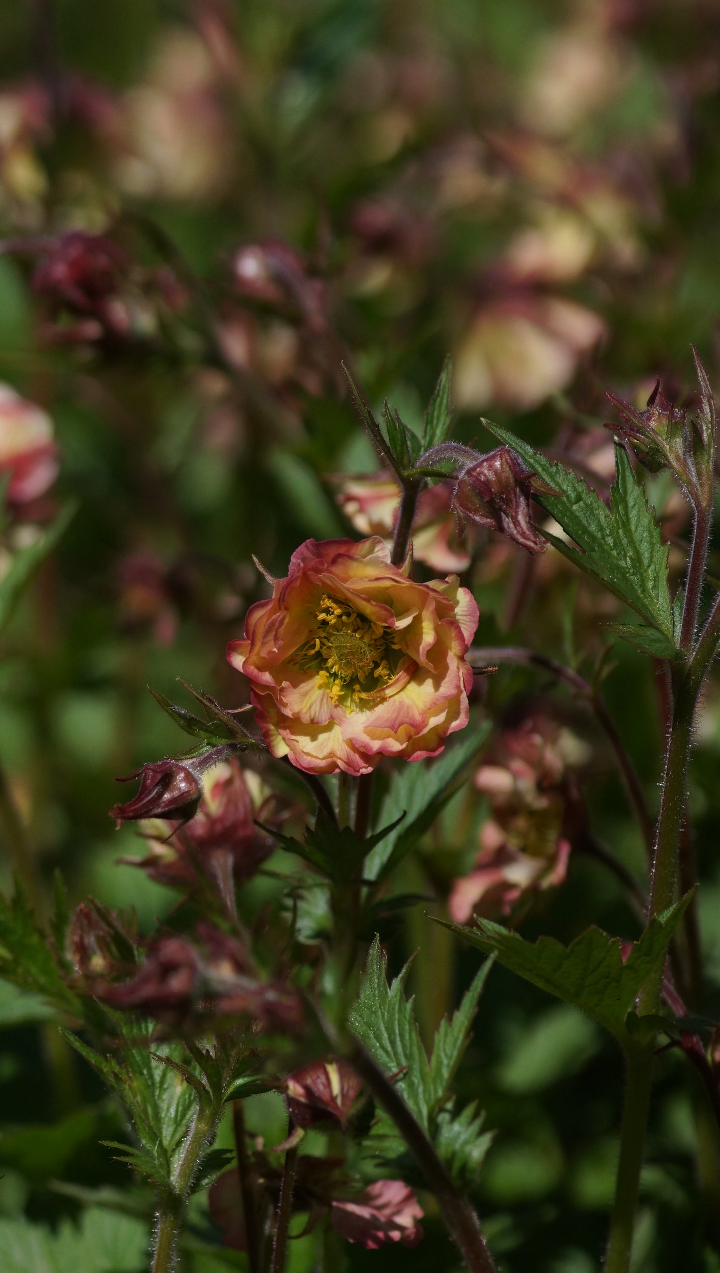 Geum Hybride 'Pretticoats Peach' - Nelkenwurz