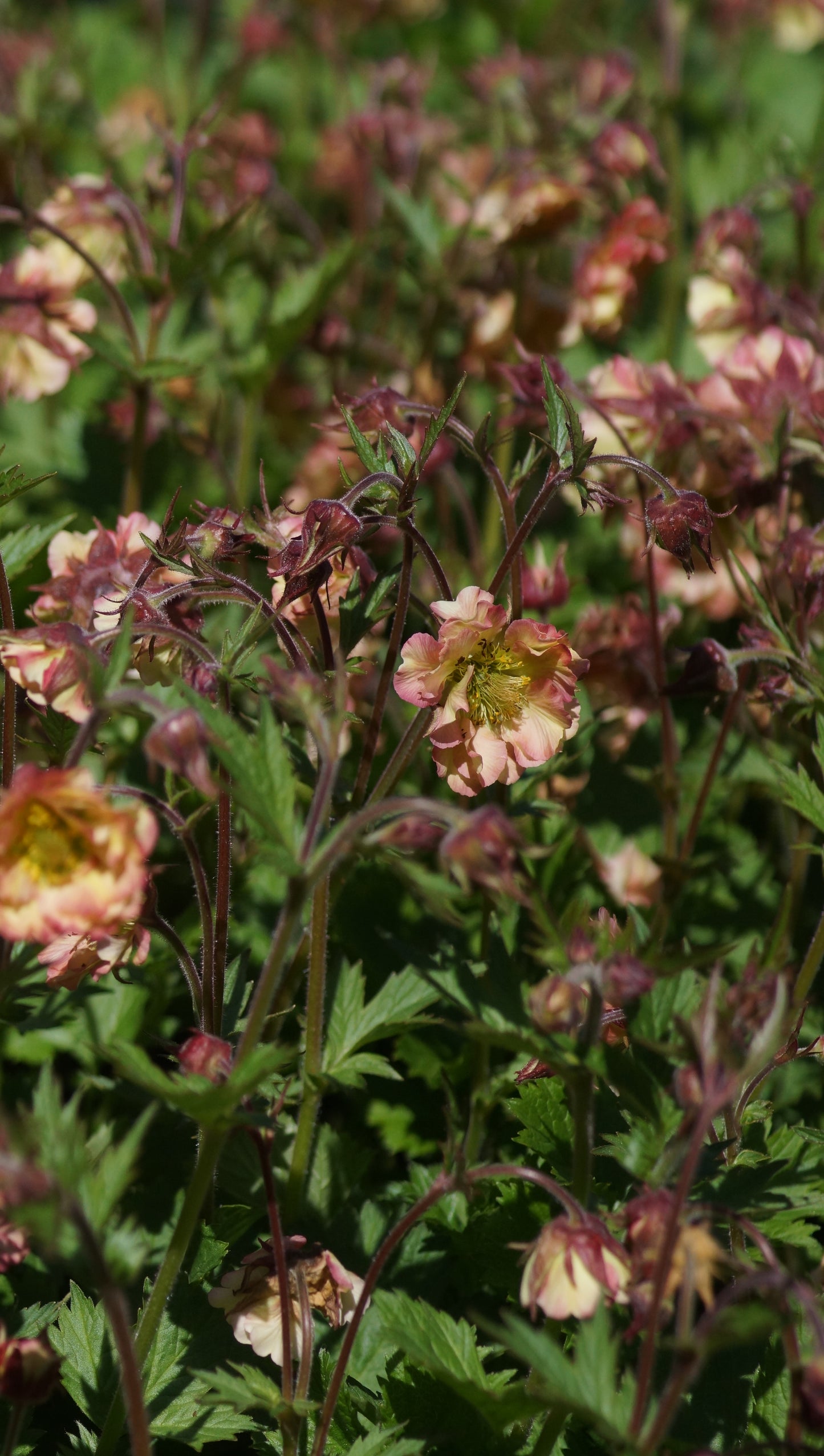 Geum Hybride 'Pretticoats Peach' - Nelkenwurz